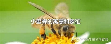 蜜蜂代表什么|蜜蜂的象征意义是什么